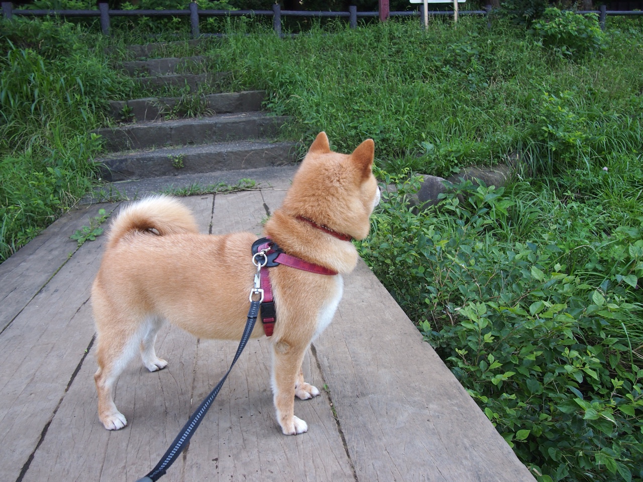 开云体育登录-独行侠带走火箭，切特在巴林弯道接管比赛，当掌控成为新纪元的唯一语言