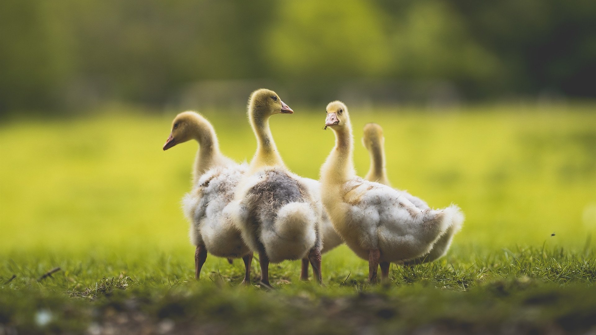 开云体育平台APP-铁血毕巴闪电战，苏亚雷斯的攻防交响诗