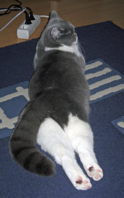 迪马利亚只手掌控风云，荷兰硬仗取胜背后的艺术大师