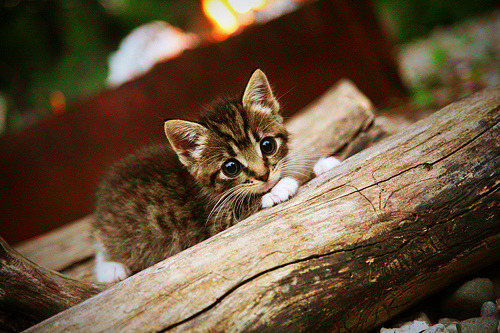开云体育-法国强行终结加拿大，阿克的关键先生之路