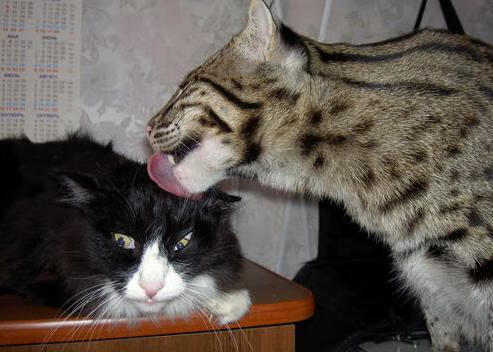 库里三分雨席卷五棵松，森林狼跨洋踏平北京队