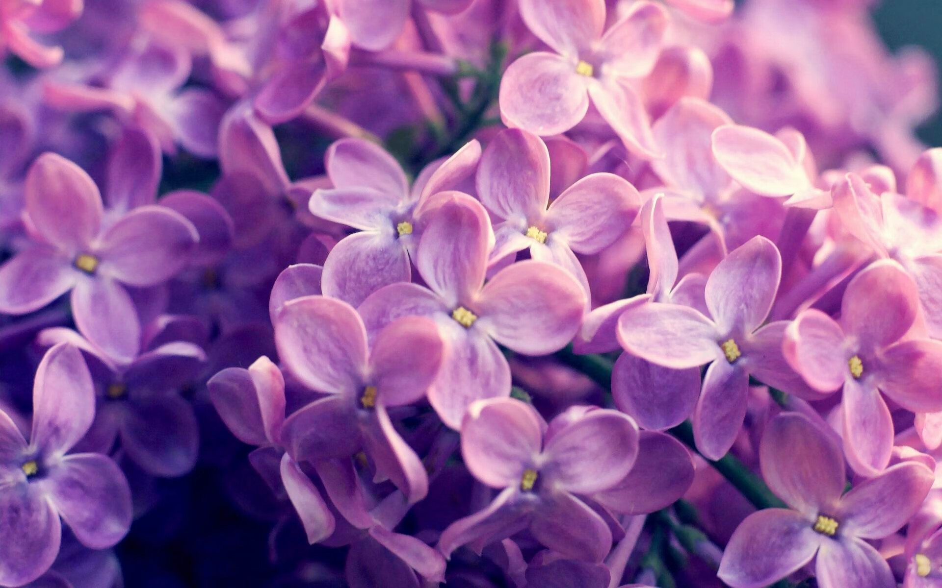 开云体育在线-节奏狂澜与钢铁长城，当范弗利特遇见上海队的窒息防守