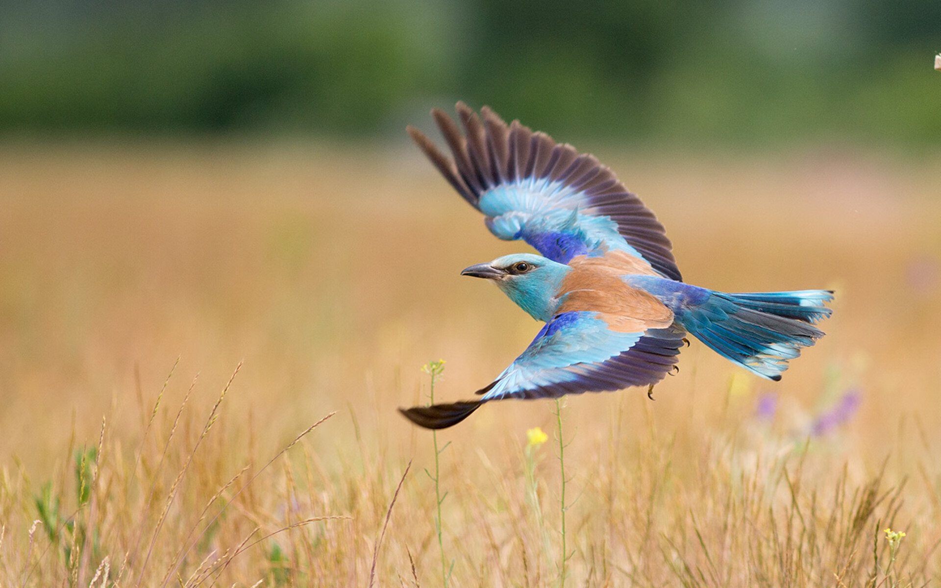 NBA季后赛焦点战，深圳队防守壁垒，鹈鹕进攻受阻显困境