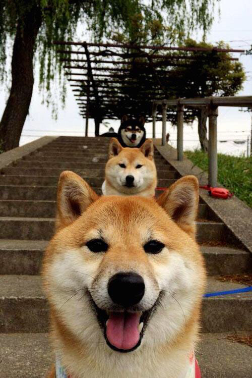 格纳布里化身关键先生，新西兰强势碾压沙特