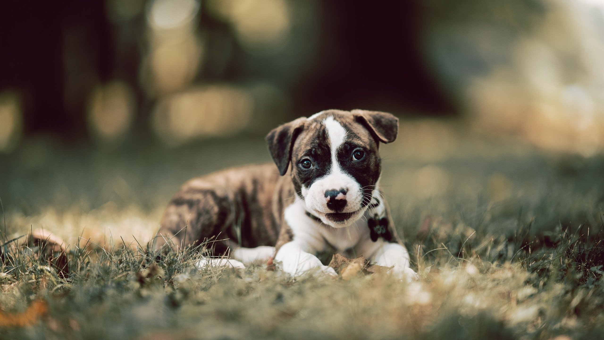 开云体育下载-双线胜利，辽宁队稳扎稳打降服雷霆，锡安劲爆表现引爆全场
