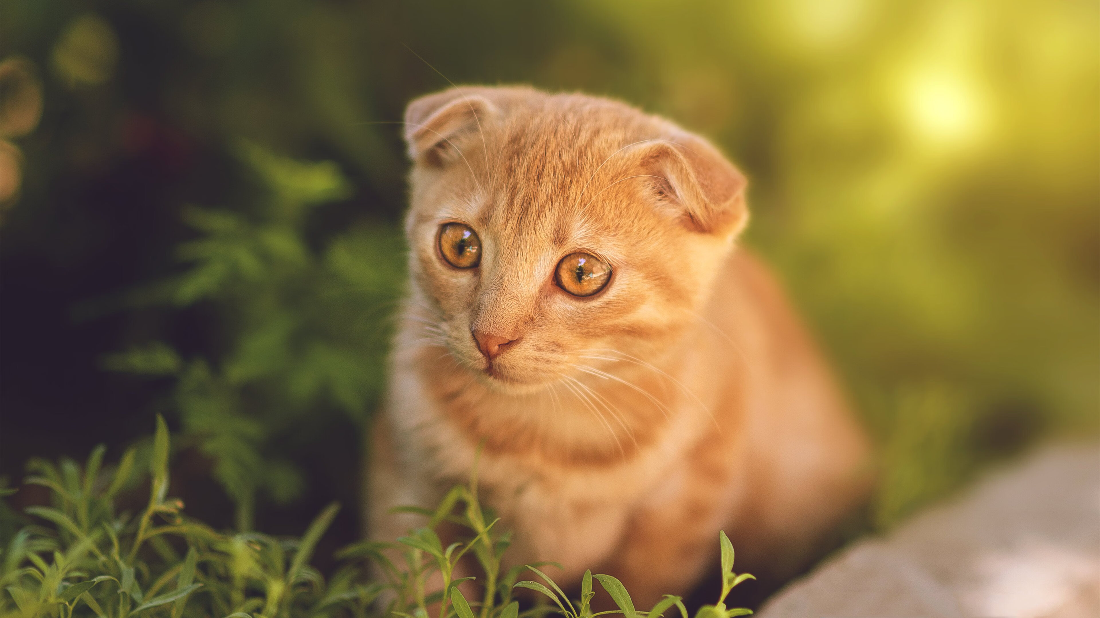 双线胜利，辽宁队稳扎稳打降服雷霆，锡安劲爆表现引爆全场