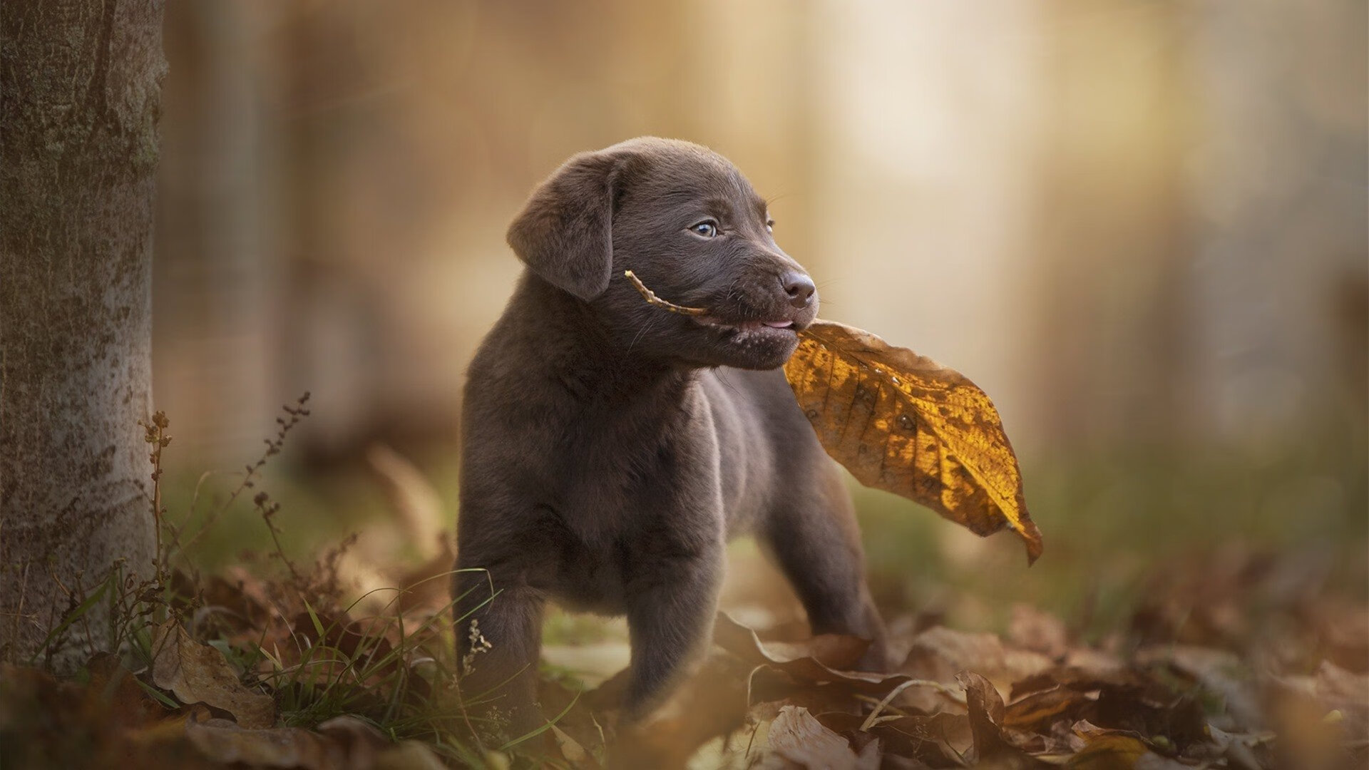 北京队防守铁壁封锁热火，克莱·汤普森全能表现荣膺MVP无争议