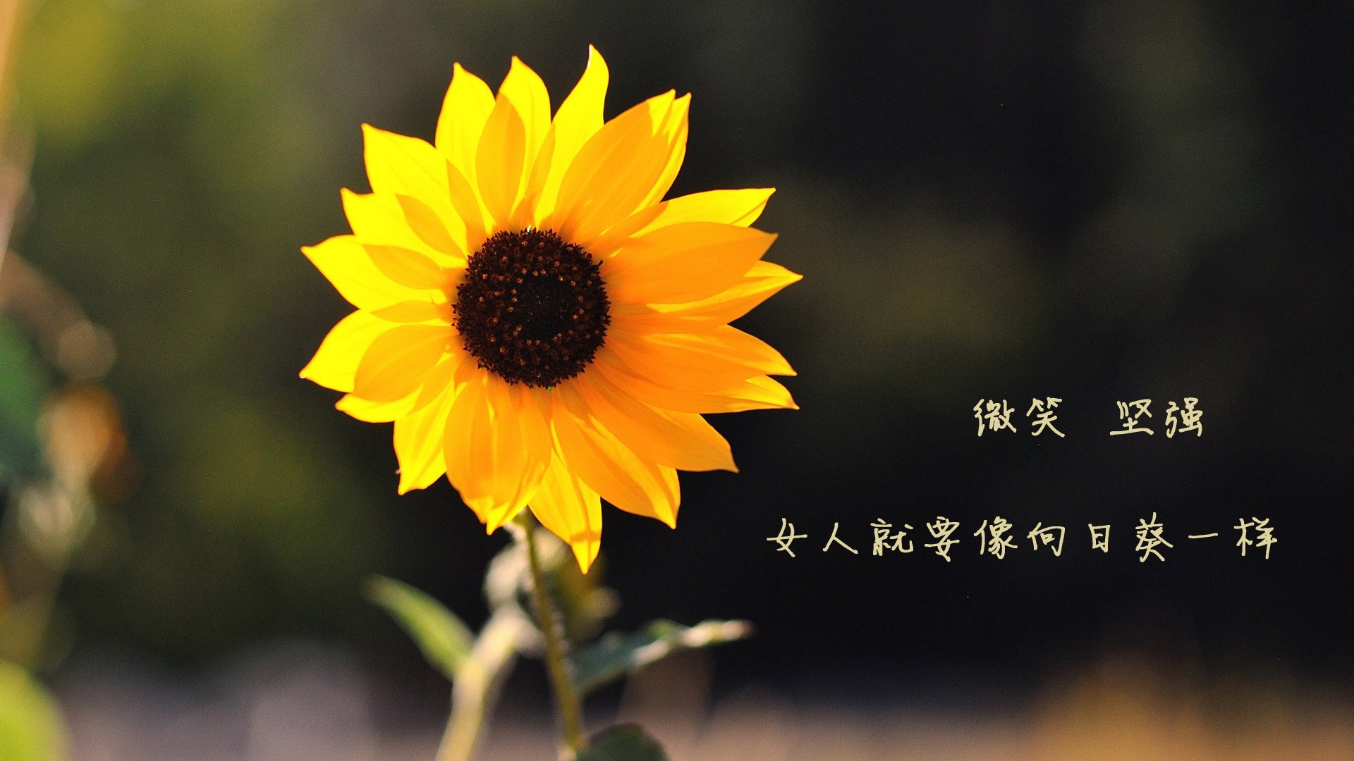 灰熊碾过雷霆，切特致命一击定乾坤