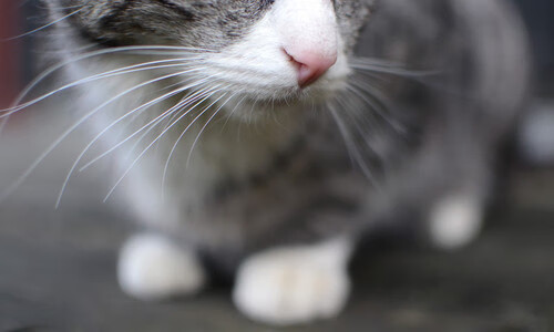 未来与当下的碰撞，美加墨世界杯预热与魔术骑士淘汰赛的体育启示