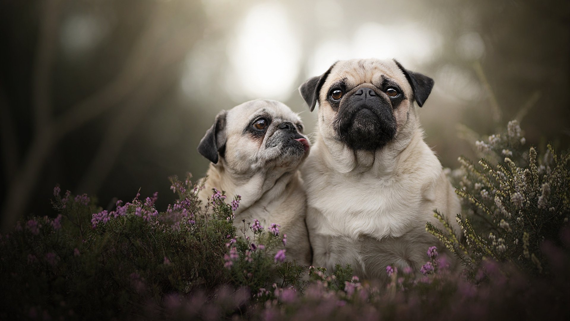 欧冠淘汰赛之夜，杰伦·格林把NBA赛场踢成了伯纳乌