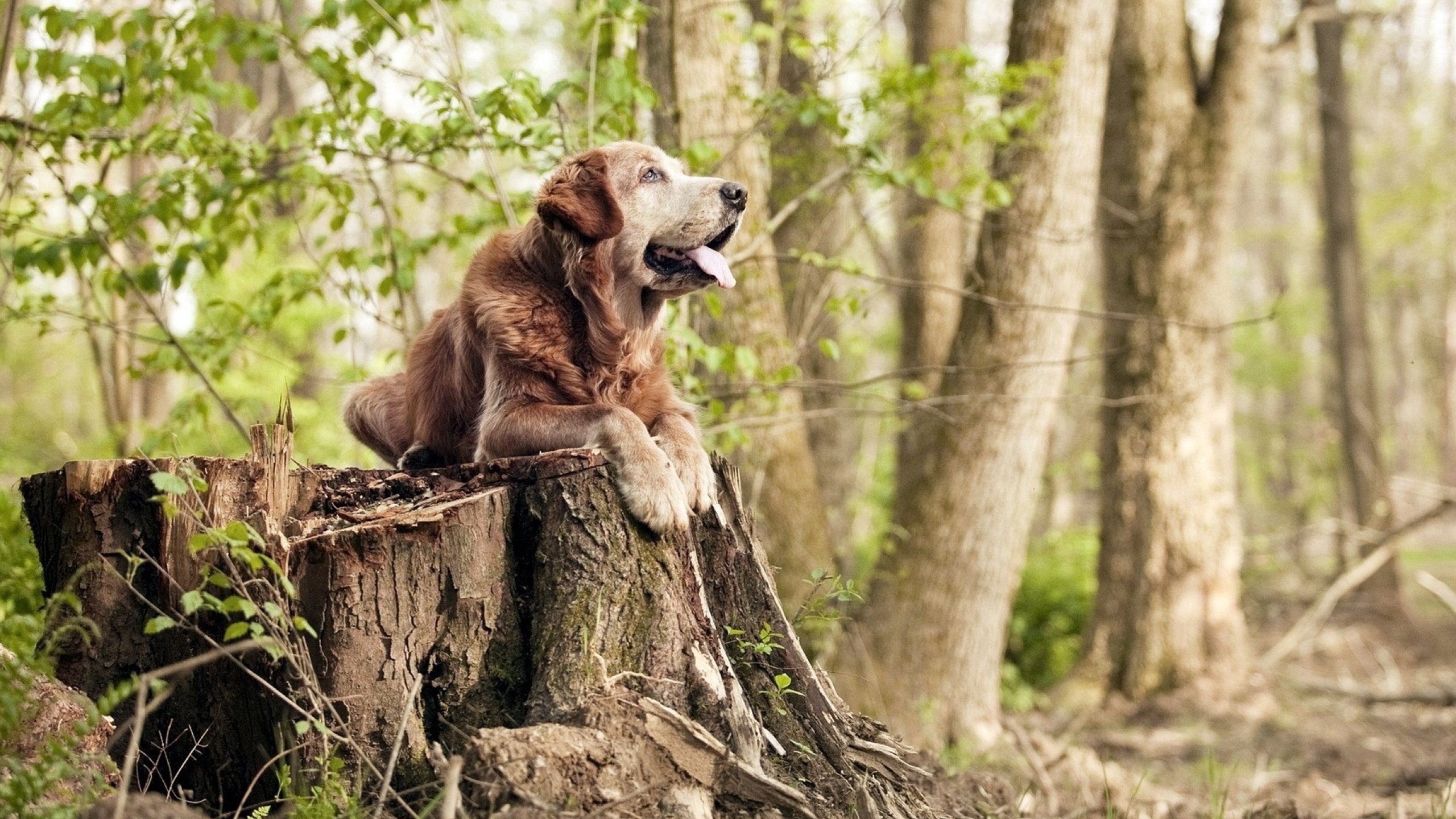 F1街道赛之夜，当欧文用节奏点燃城市脉搏