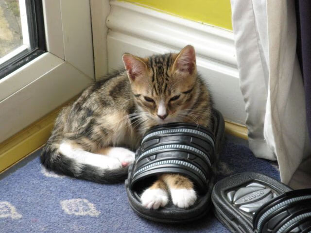 横扫与封王,森林狼末节一波流带走火箭,贝恩在年度焦点战上演个人接管时刻