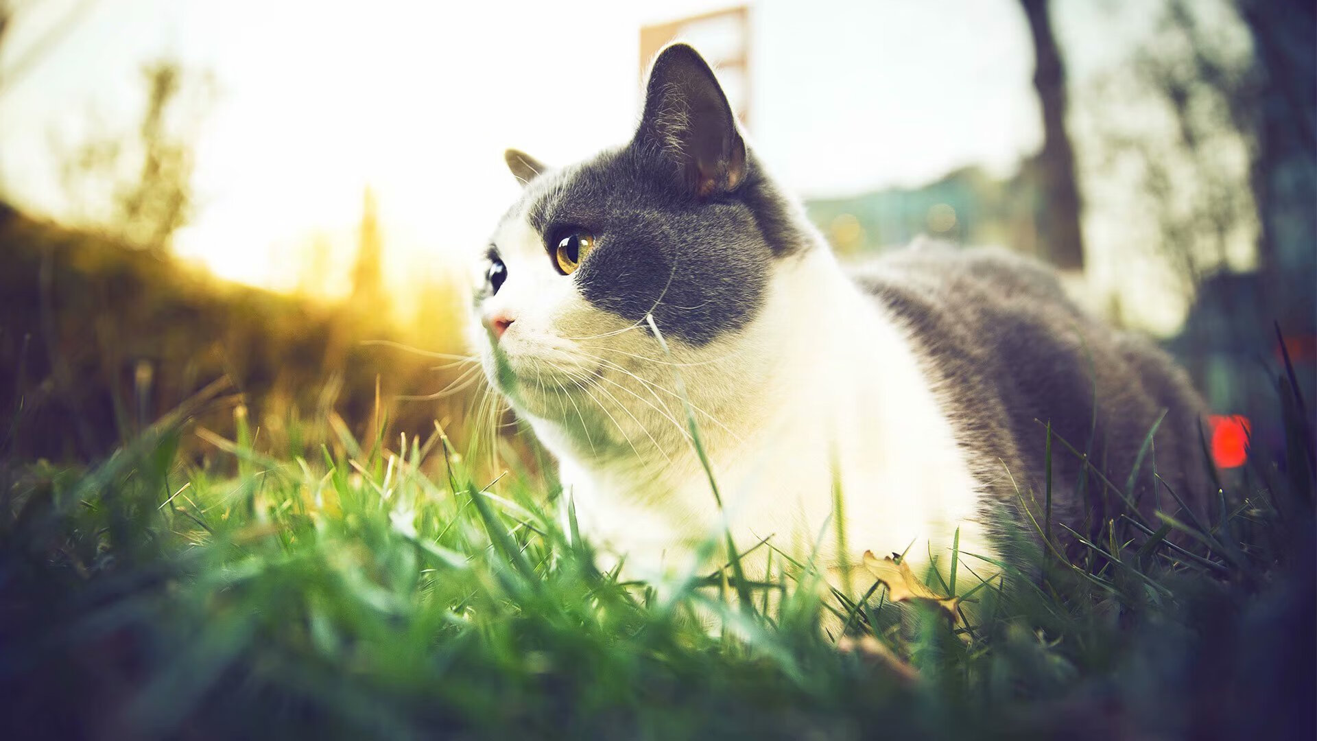 异界交锋,当广厦队穿越欧冠淘汰赛,逆袭掘金队