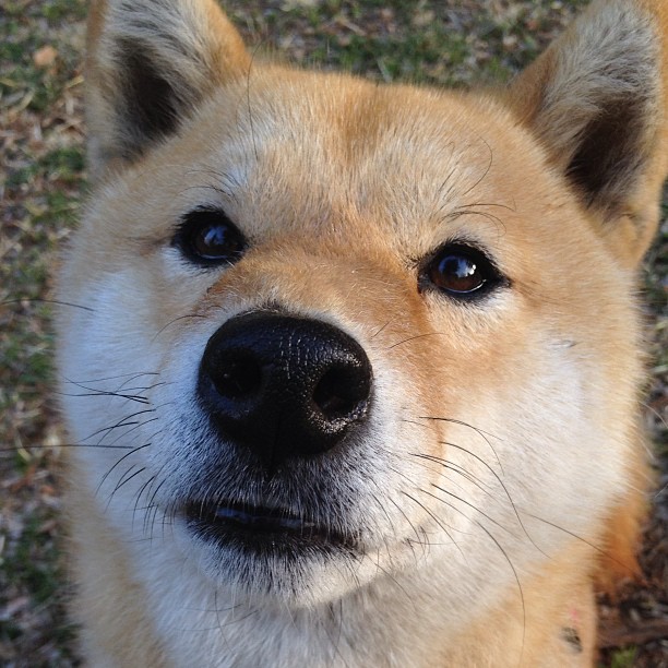 伊萨克赛后评分拉满,国际米兰单节拉开阿根廷