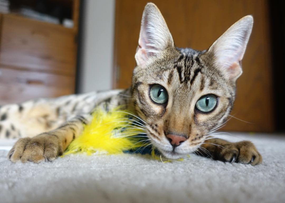 金刚临世，卢卡库如何让加纳防线沦为非洲草原上的无助猎物