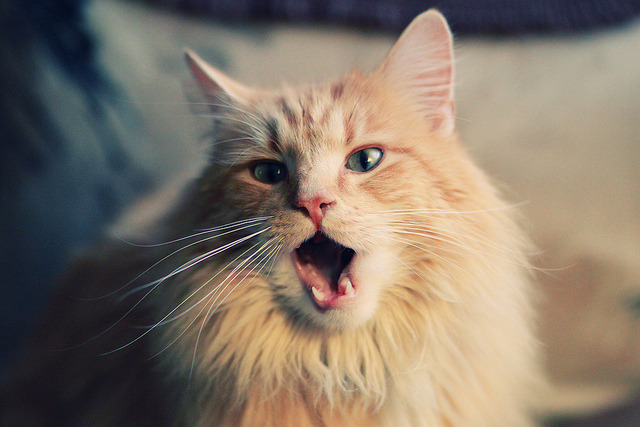 今夜,他是NBA的巴斯托尼