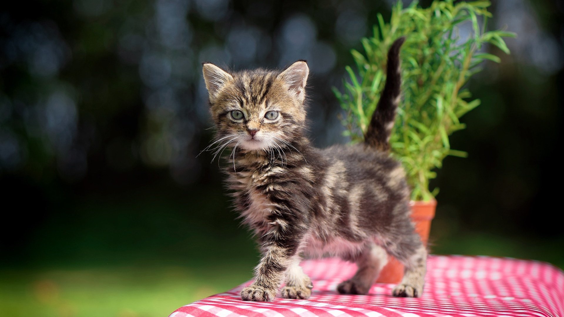 开云体育中国-东亚风暴与超级外援，当日本球员正面击溃阿森纳，阿拉巴在英超争冠战接管比赛
