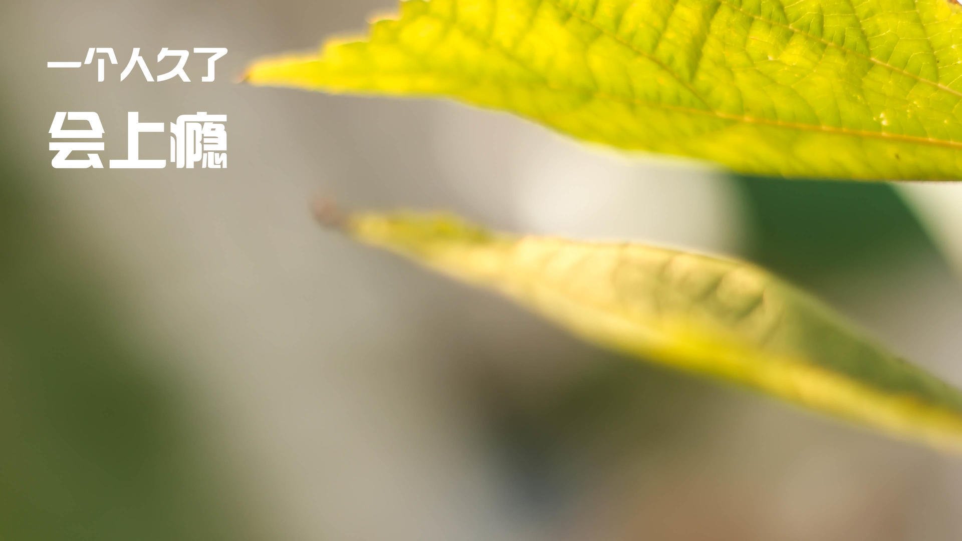 开云体育下载-意甲焦点战与瑞士爆冷加纳，足球世界的激情与意外