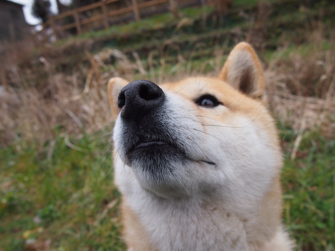 开云平台-极速之夜，当贝林厄姆在绿茵赛道上统治全场