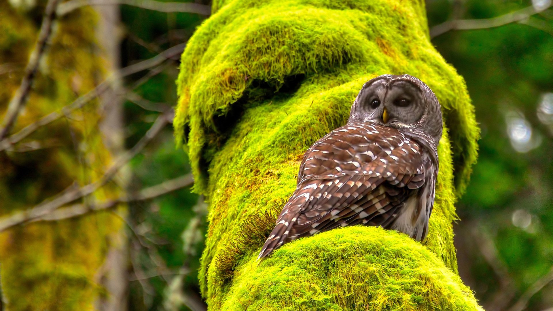 平行宇宙对决,当步行者遇上广东队,谁才是克莱身边的大场面先生?