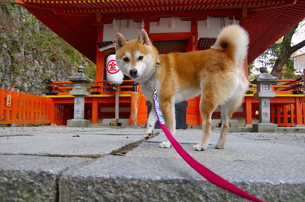 一波流的神罚，法国队史诗逆转，阿克全程高能输出引爆全场
