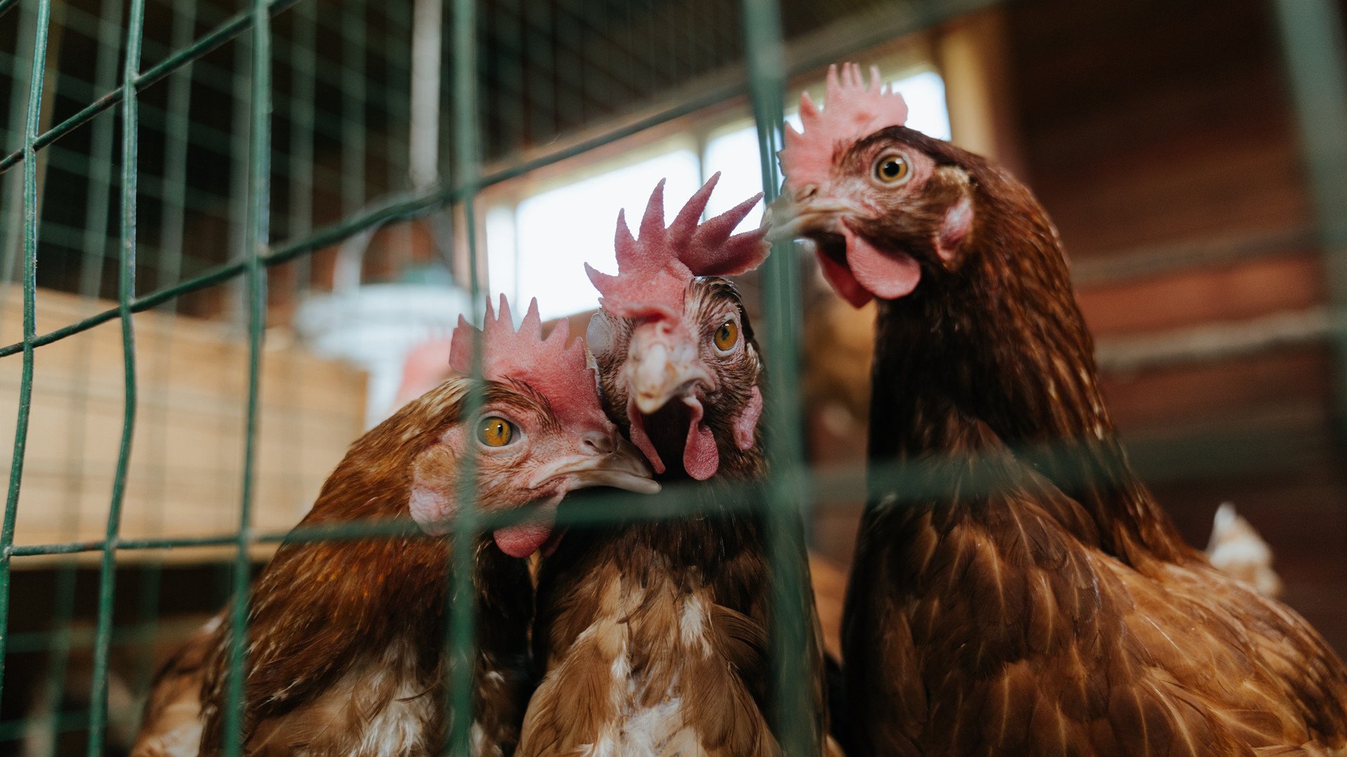 新星闪耀！小贾伦统治攻防两端，开拓者窒息节奏浇灭黄蜂反击火焰